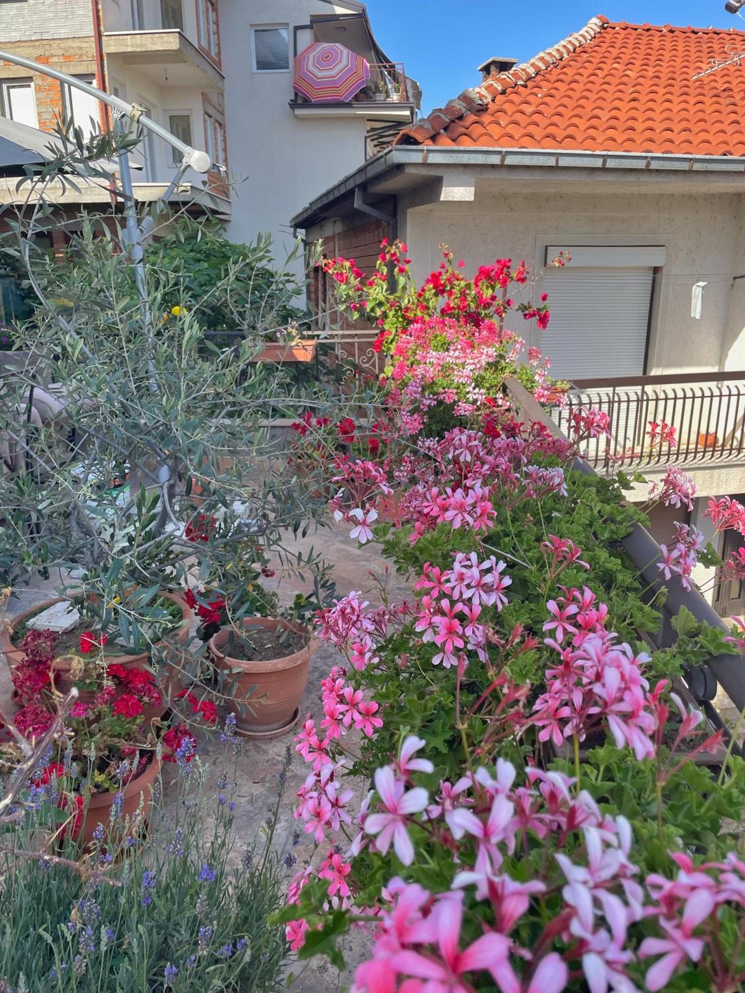 Apartments Evelyn Ohrid Esterno foto